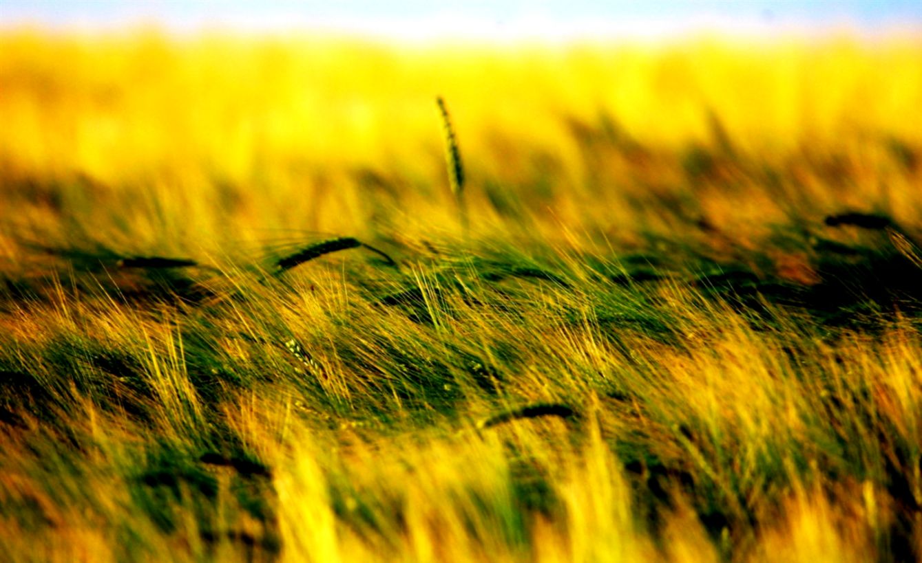 Fields Summers End Field Nature Fields Grasses Summer Picture