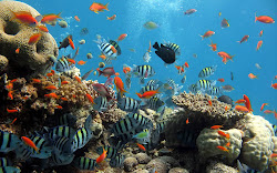 ocean wallpapers backgrounds computer sea desktop under marine hd fish animals tag diving oceanos plants luxury