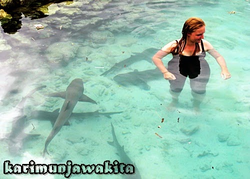 travel with sharks in karimun java
