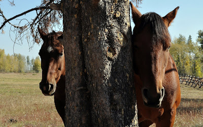 Fotografías de caballos (Equinos de Pura Sangre)