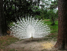 PEACOCK PARADISE - MISSISSIPPI