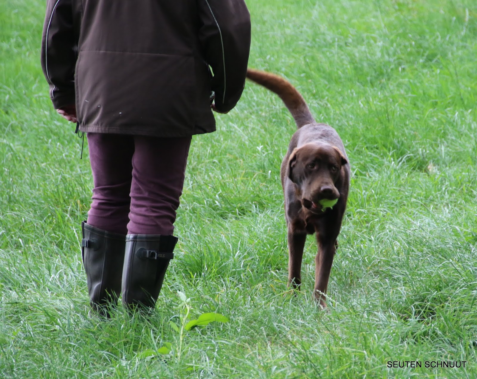 Seuten Schnuut Labradore