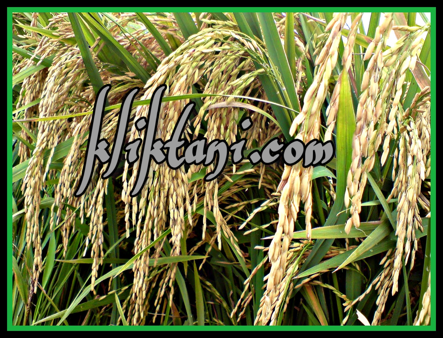 Cara Tanam Dan Pemupukan Padi Ir 64 Janger Ir 64 Dempo Ir 64 Ss