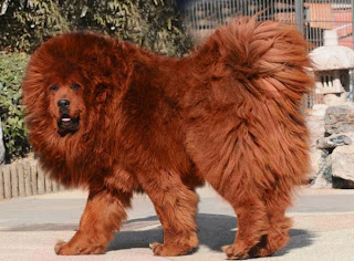 Red Tibetan Mastiff, Most Expensive Dog, Biggest Dog Breed, Tibetan Mastiff Pictures
