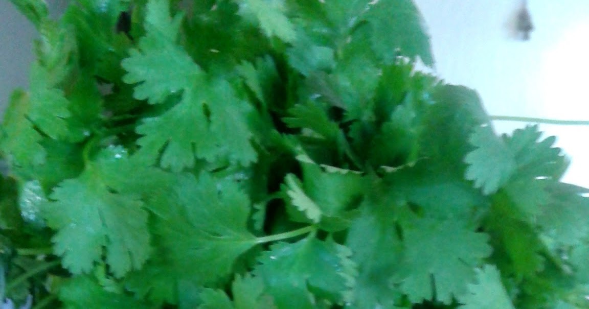 Sailaja Kitchen...A site for all food lovers! How to keep coriander