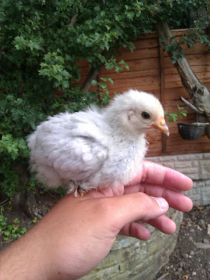 3+week+old+pekin+bantam.jpg