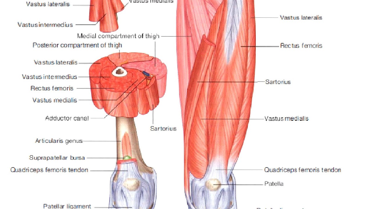 Vastus medialis мышца