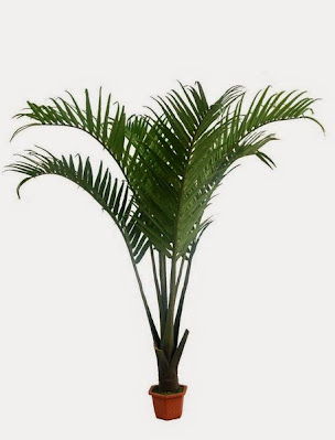 Домашна палма