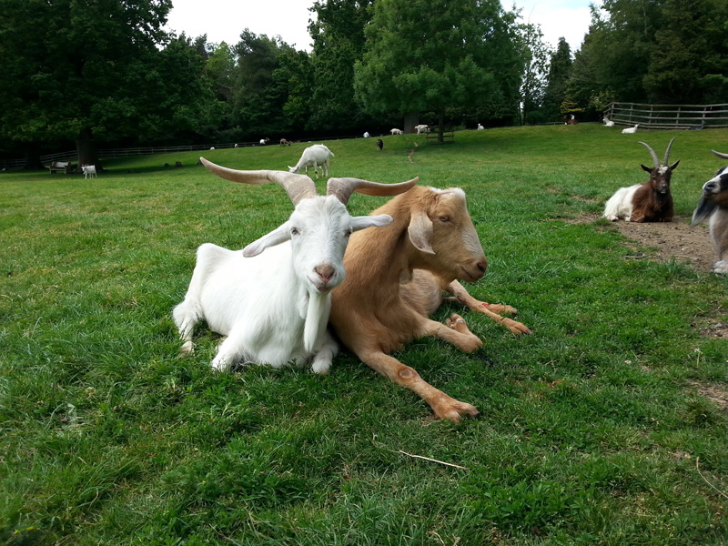 Can Goats Be Trained Like Dogs