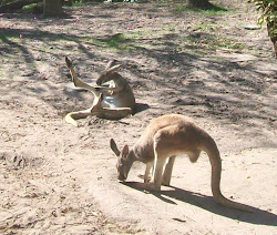 Kangaroos In Animal Kingdom