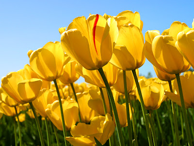 Best Nature Yellow Tulips wallpapers