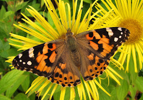 Painted Lady - Cheshire