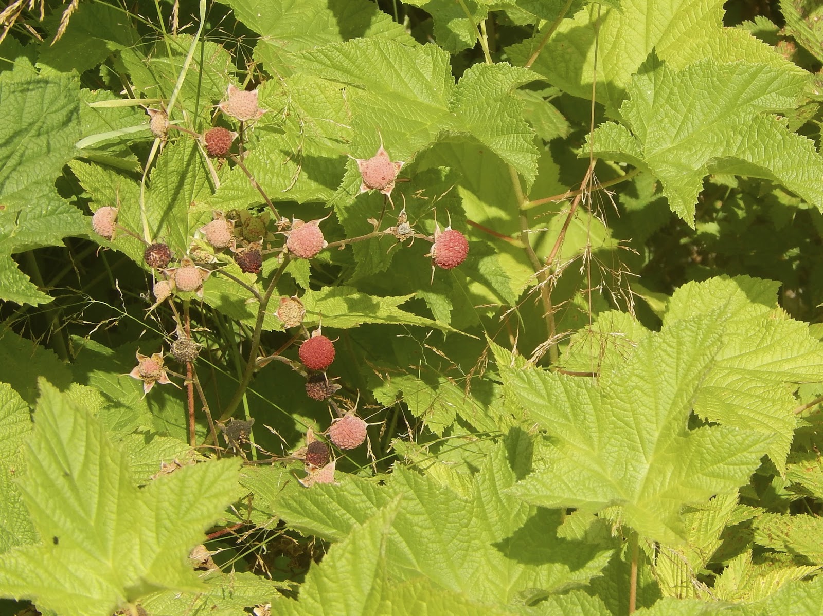 Powell River Books Blog Coastal BC Plants Thimbleberry