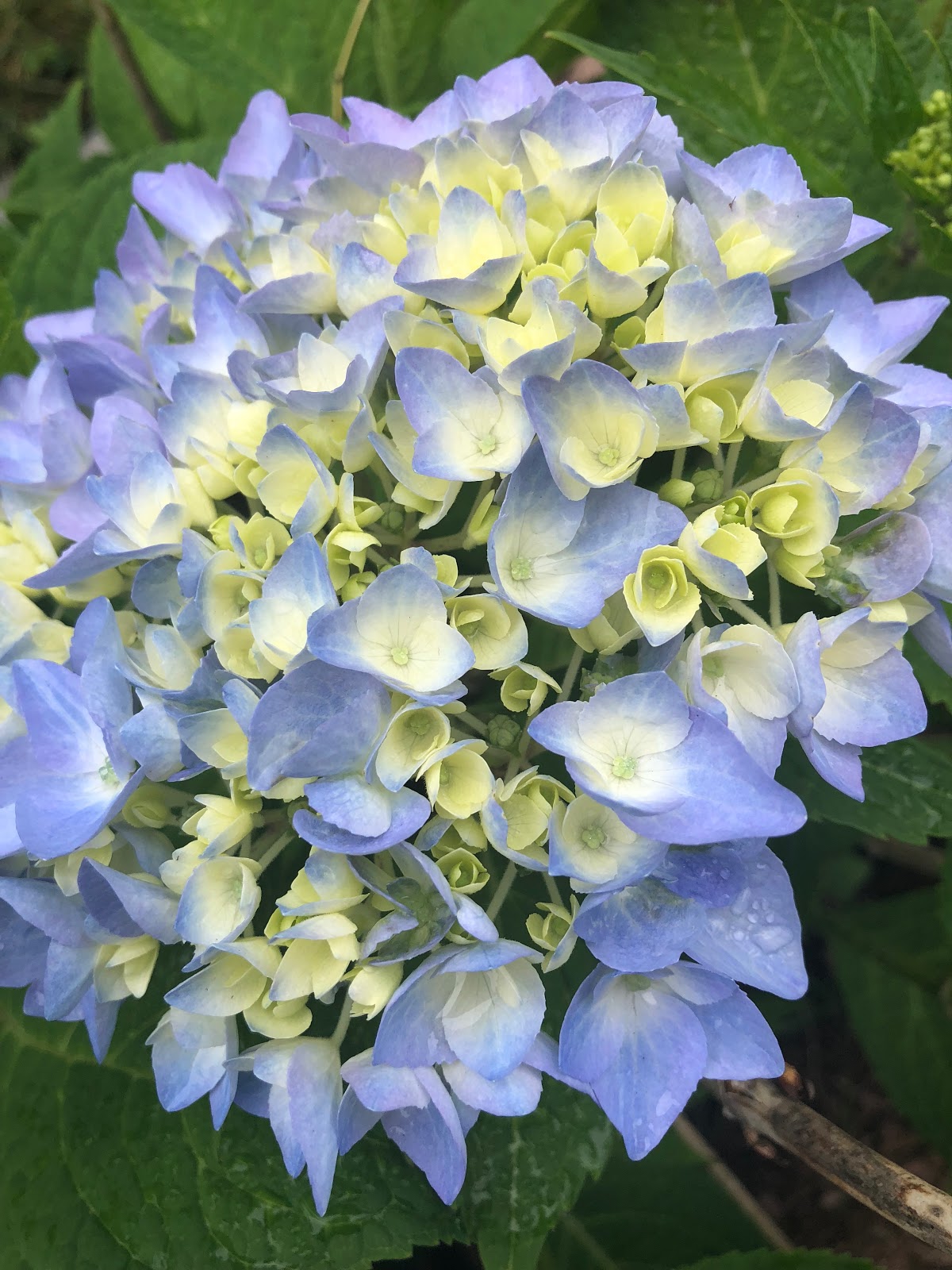 While I Linger: Spring Into Summer- A Garden Tour