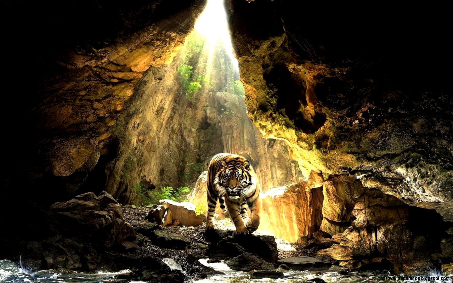 HD Tigers Wallpapers and Photos  HD Animals Wallpapers