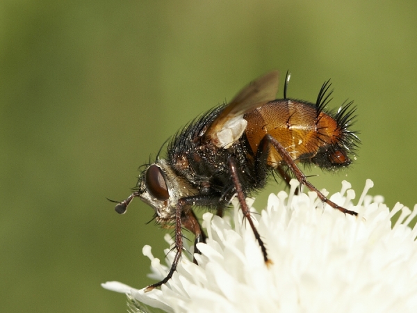 photokaisi Kuklice červenonohá
