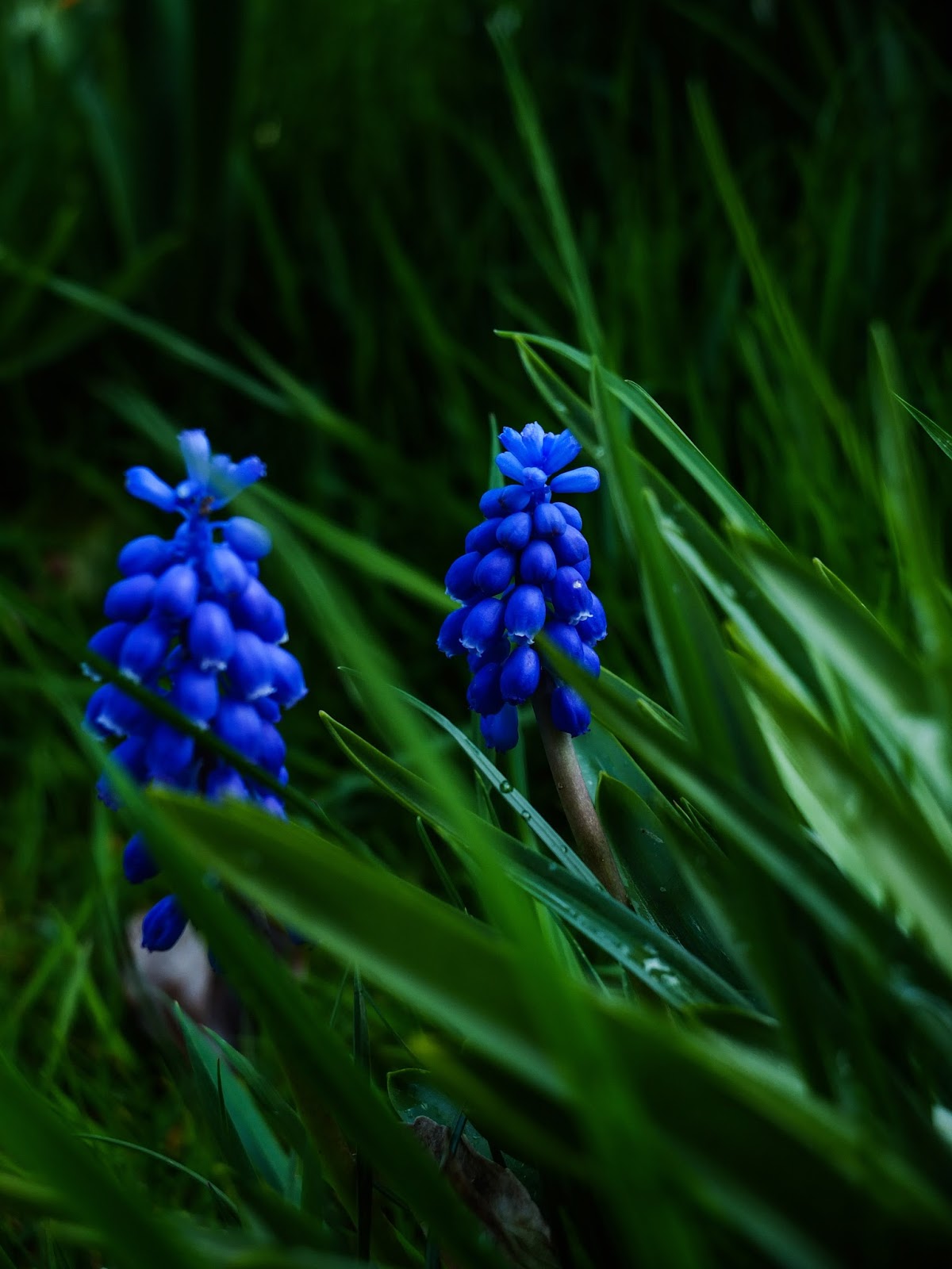 Dark blue muscari - Grape Hyacinths flowering in the grass.