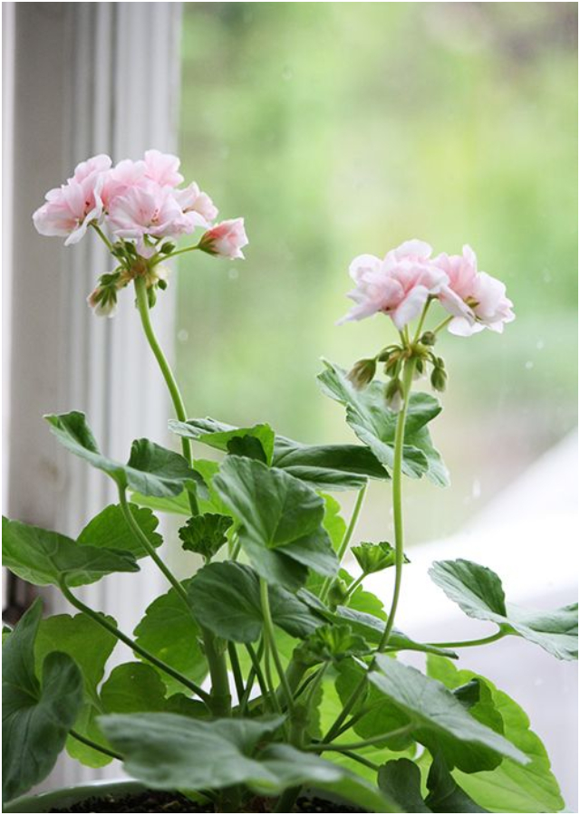 7 plantas que ayudan a subir el ánimo