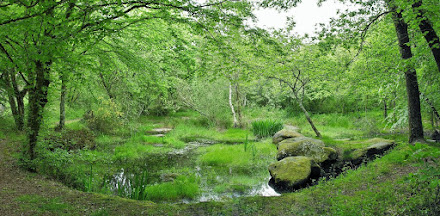 BOIS DES CUMIERS - RECLOSES (Forêt de FontaineBleau)