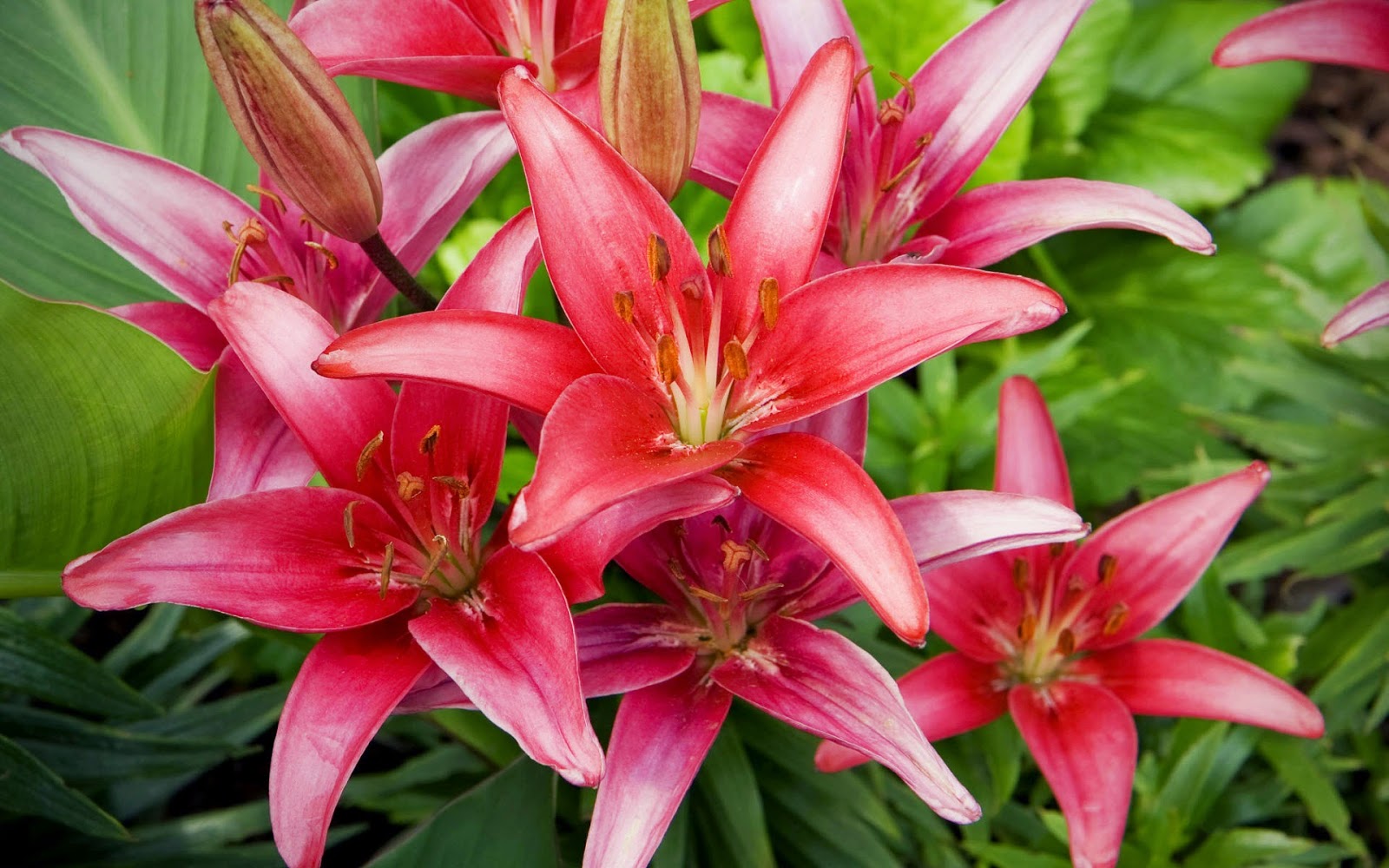 Picture Of Red Lilies Flowers HD Pictures picture-of-red-lilies-flowers-hd-pictures