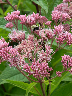 Joe Pye Weed Eutrochium purpureum at Toronto Botanical Garden by garden muses-not another Toronto gardening blog