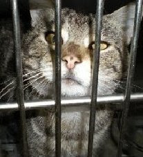 Licking Cty OH  change in policy at the pound - cats will now just be held 60 days (if healthy),