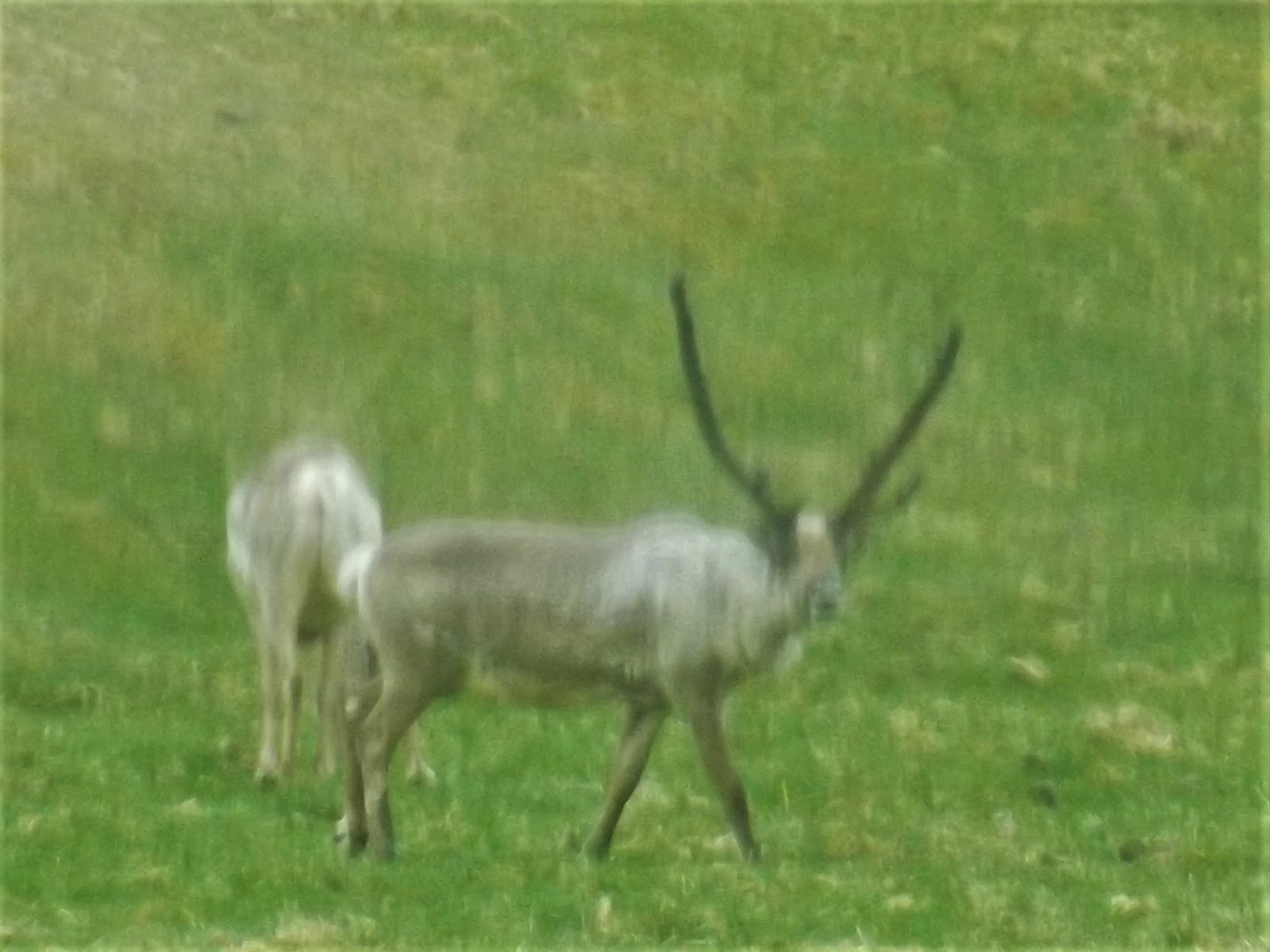 Up to Speed Reindeer in Iceland