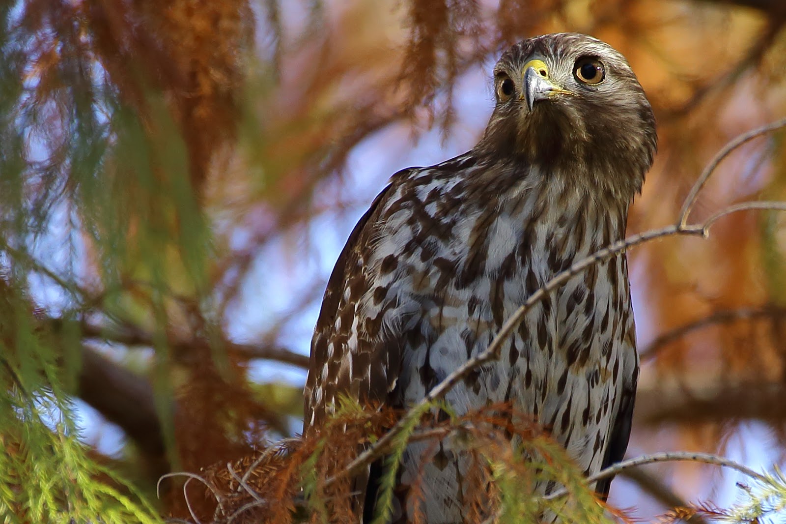 Shooting from the hips Craning for attention