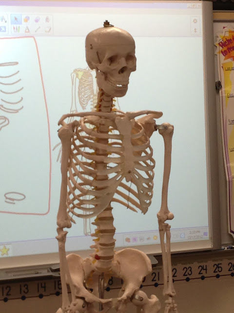 Using scientific drawing along with information reading and writing is a great way to get students thinking deeply and looking closely for details.  This blog post shows how we did it with our skeletal system unit.  teaching skeletal system, skeletal system lessons, human body activities, teaching human body