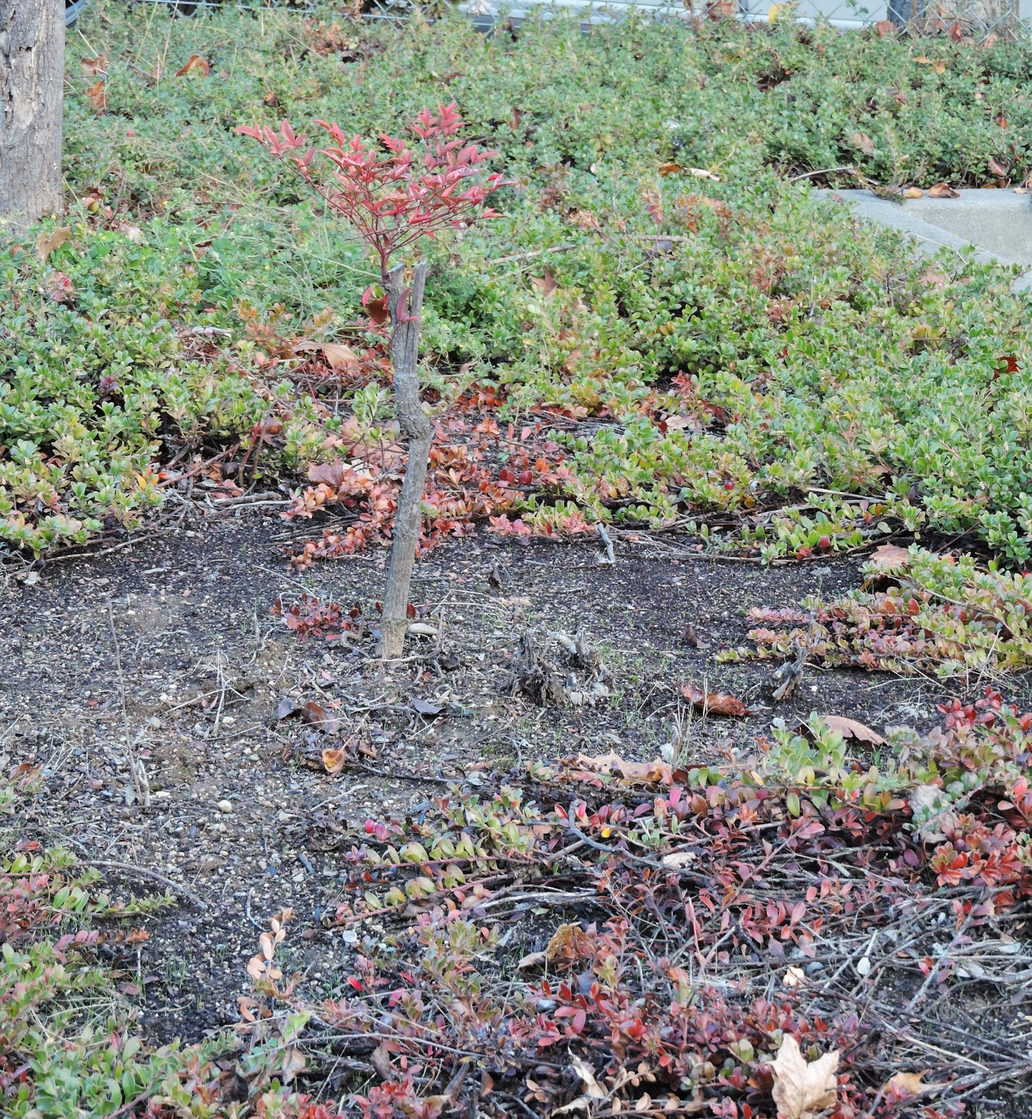 Bridal Wreath Spirea