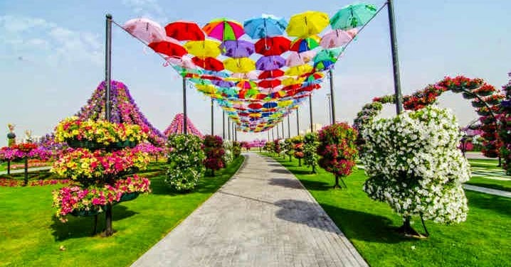Dubai Miracle Garden Taman  Bunga  Terbesar di  Dunia  yang  