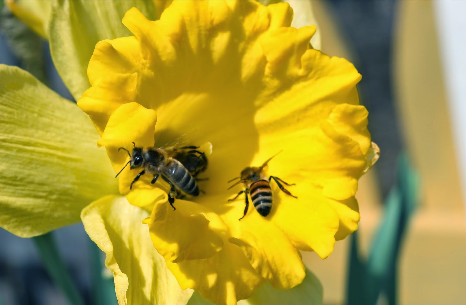 Squash Blossom Farm NotExactlyWordless Wednesday Spring at Last?