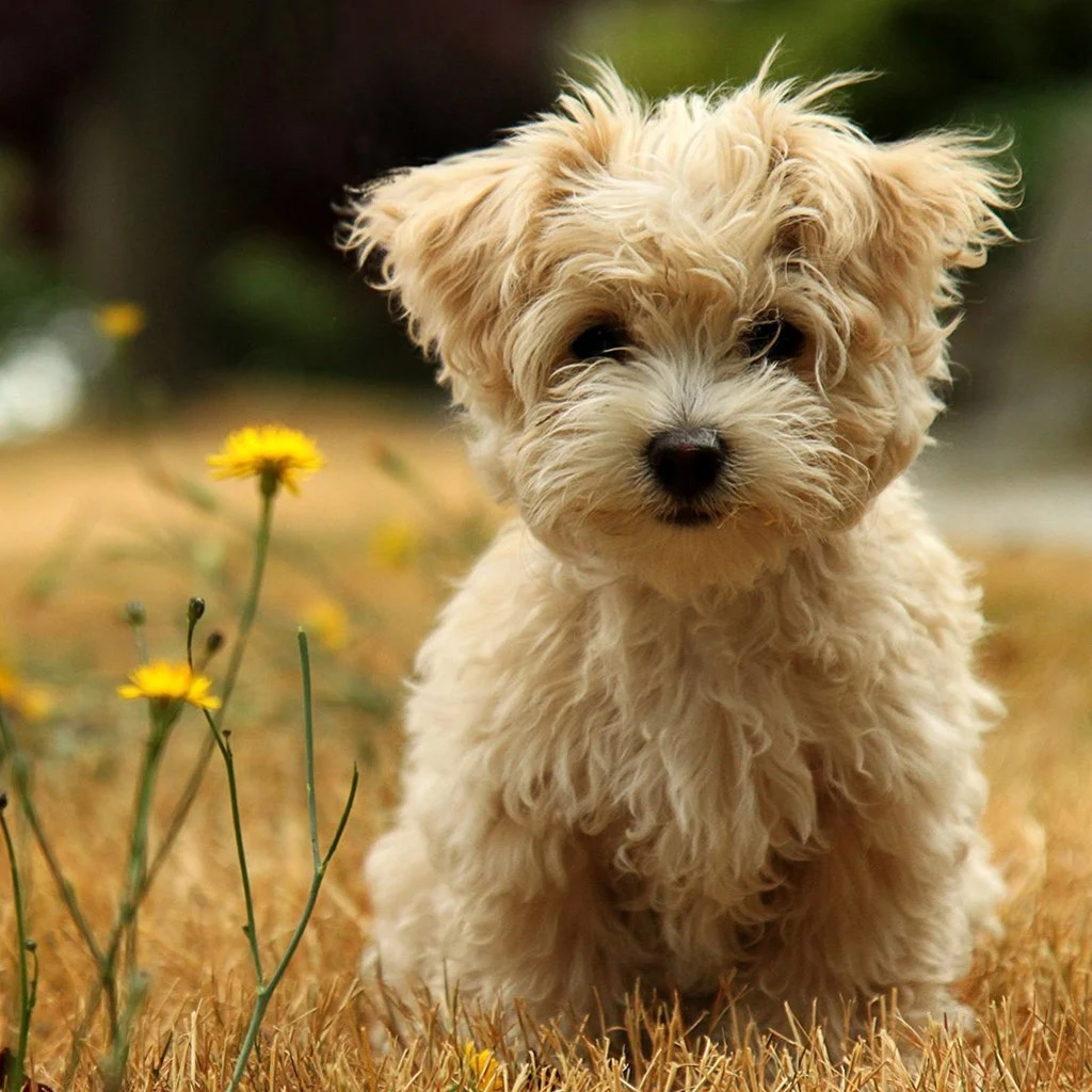 Serene Dog Sweet Background in HD Serene Dog Sweet Background in HD
