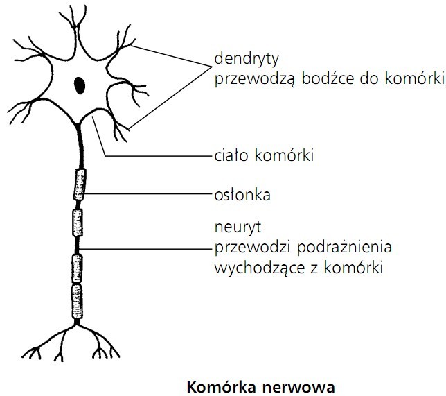 Tkanka Nablonkowa Miesniowa I Nerwowa Biologia ogólna: 3. Tkanka - tkanka nerwowa