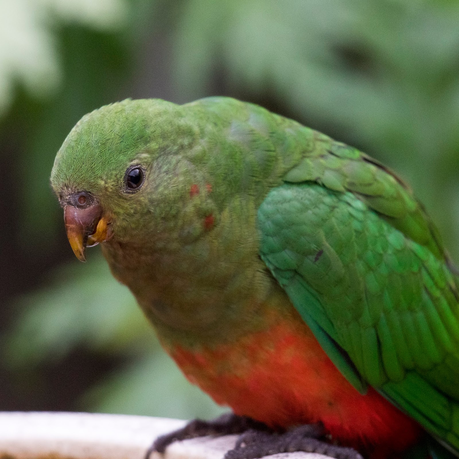 Jackwin 777 Bird Bath Birds Australian King Parrot