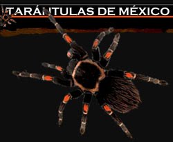 Tarántulas de México