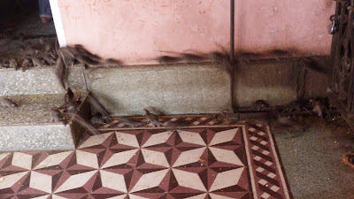 Día 3. De Nawalgarh a Bikaner. - Indiaren ametsa (El sueño de India) (13)