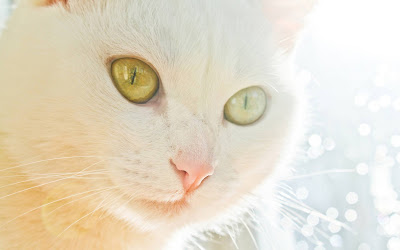 White Cat