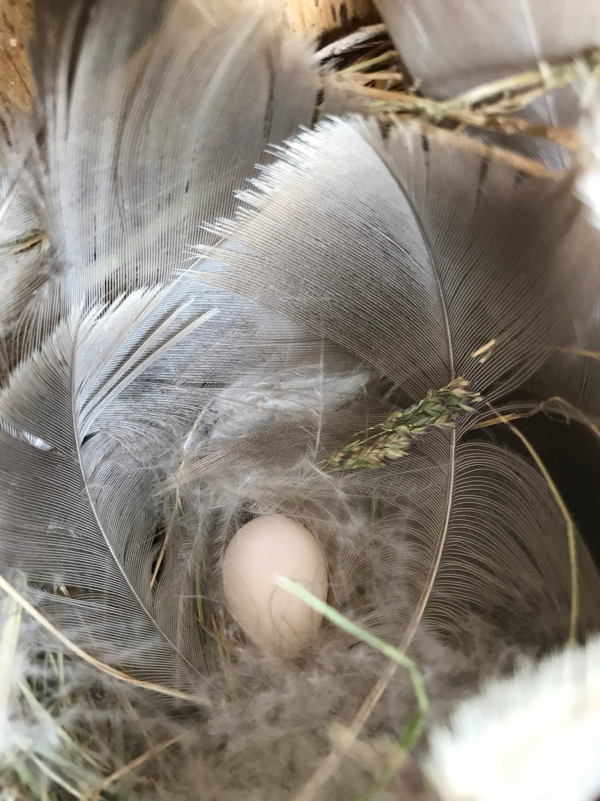 Isabella Conservation District Environmental Education Program Bluebird And Swallow Eggs
