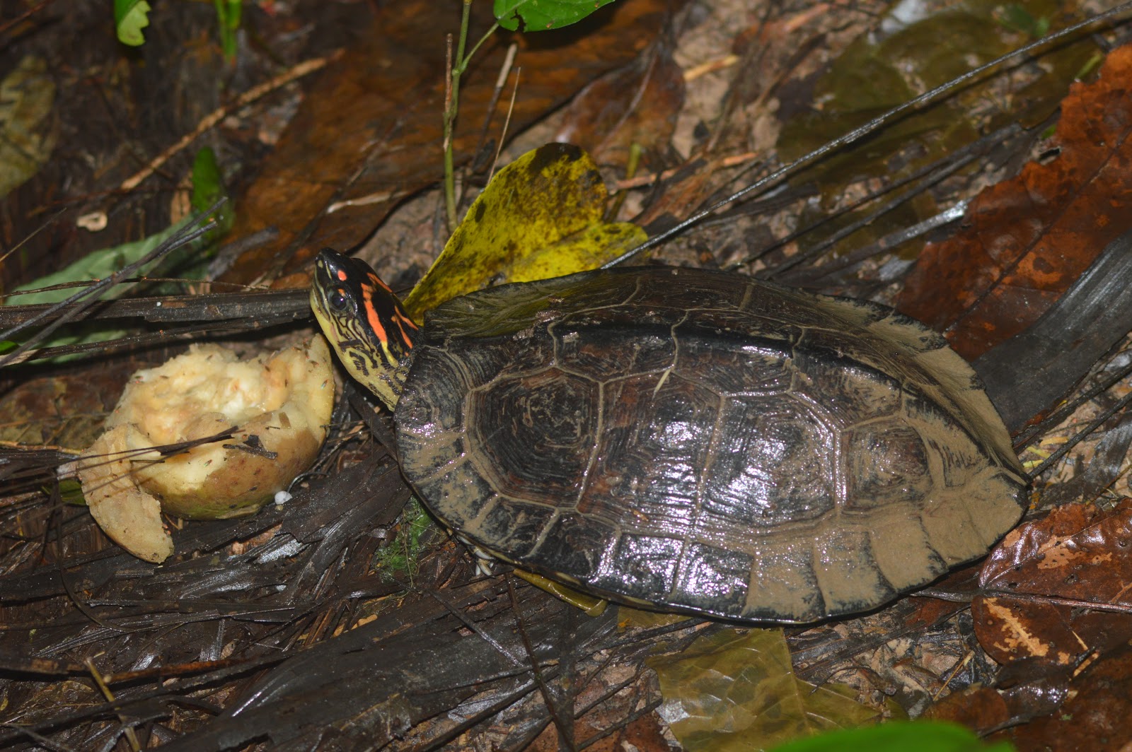 The Herpetology of Trinidad and Tobago The elusive and important