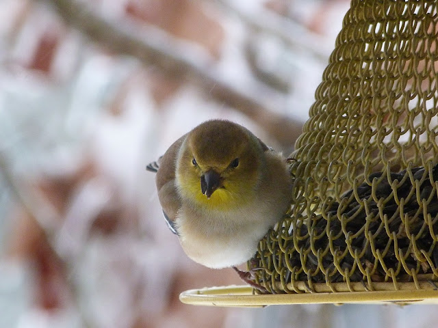 American Goldfinch in winter