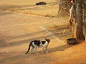 A farmhouse working pets. The dog and the cat.