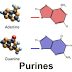 Purine and Pyrimidine Metabolism: MCQ