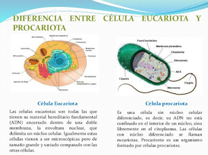 Celula eucarionte y procarionte