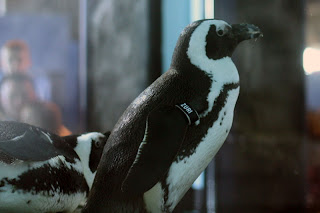 penguin monterey aquarium