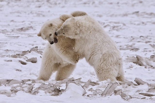 كيف تعيش الحيوانات في القطب الشمالي؟ Animal_adaptations_bears_cubs