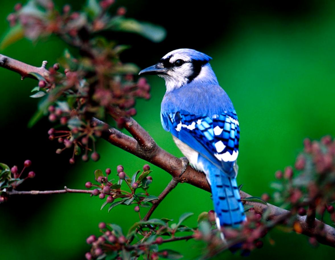 Wallpapers Quality Blue Bird Hd Wallpaper Pc
