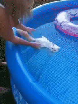 주...죽었어..gif1