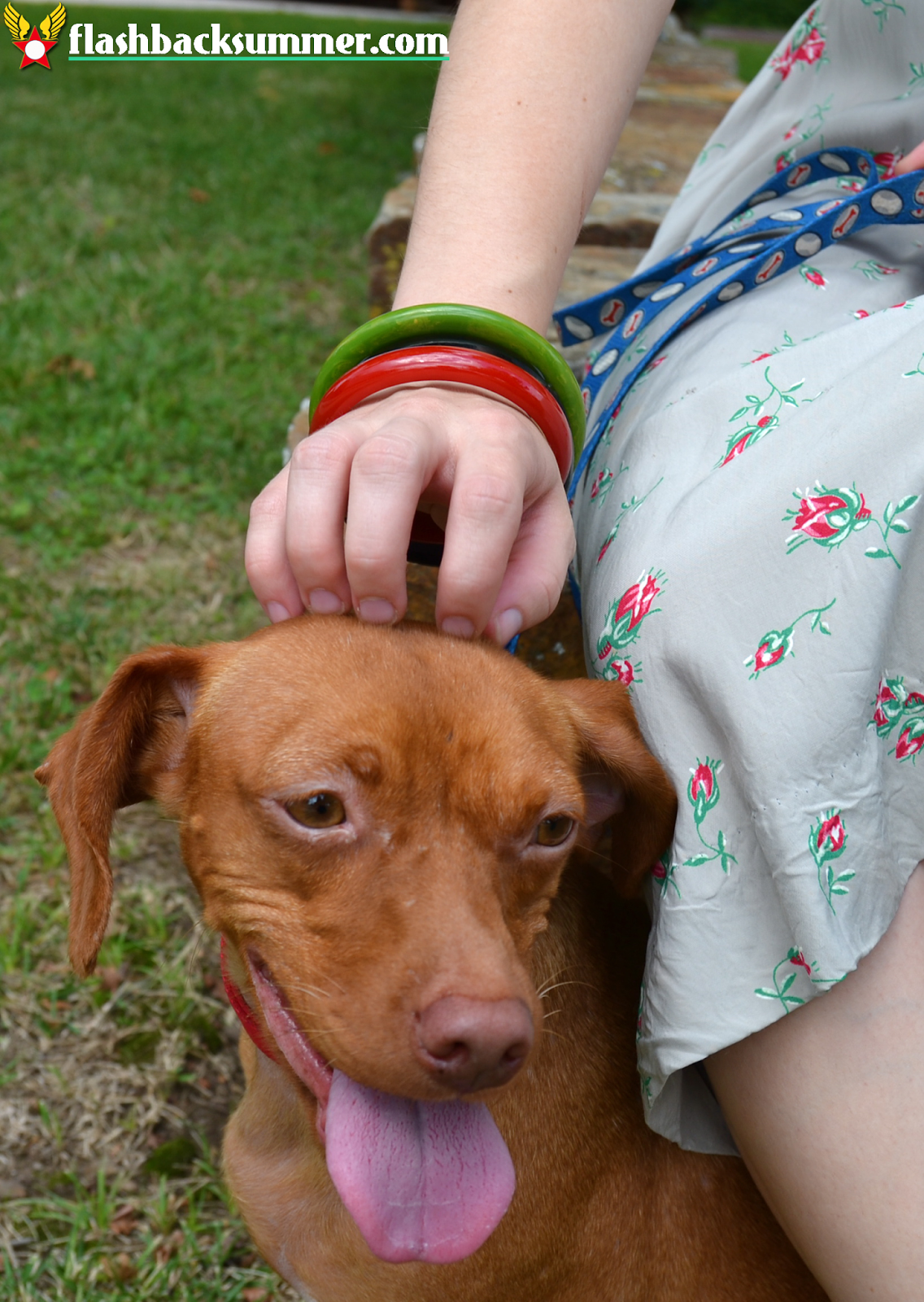 Flashback Summer: Cider Days 2014, Springfield Missouri, vizsla dachshund dog