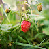 THE MEDICINAL USES OF WILD STRAWBERRY